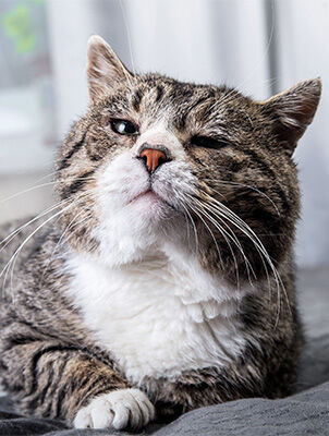 senior cat